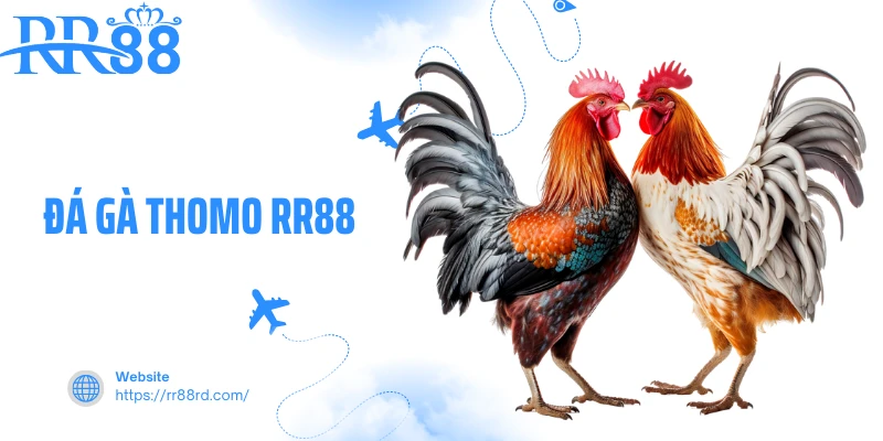 Đá Gà Thomo RR88 - Sân Chơi Chọi Kê Khốc Liệt, Đẫm Máu